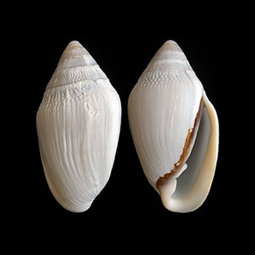 Judas Ear SeaShell - Cassidula - Collectible Sea Shell - Ellobium ...