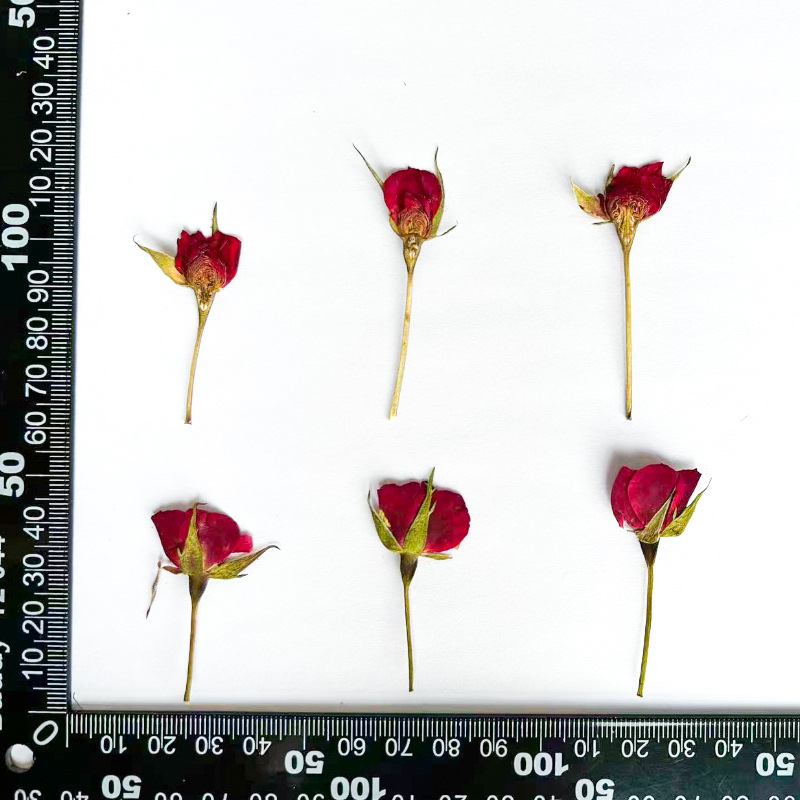 12Pieces/Lot Real Natural Pressed Dried Roses Flowers Branches,Small ...