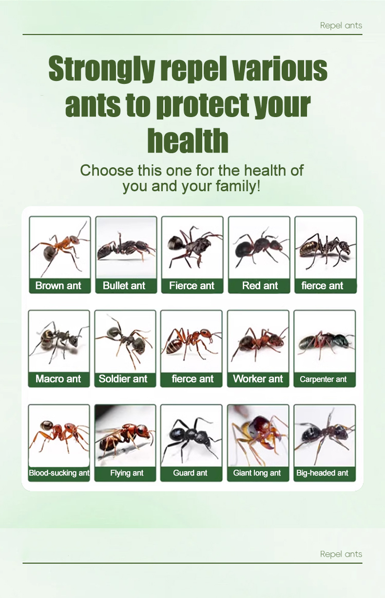 SG STOCK】Ants repellent Combat ant killer Safe & Non-toxic Cockroach ...