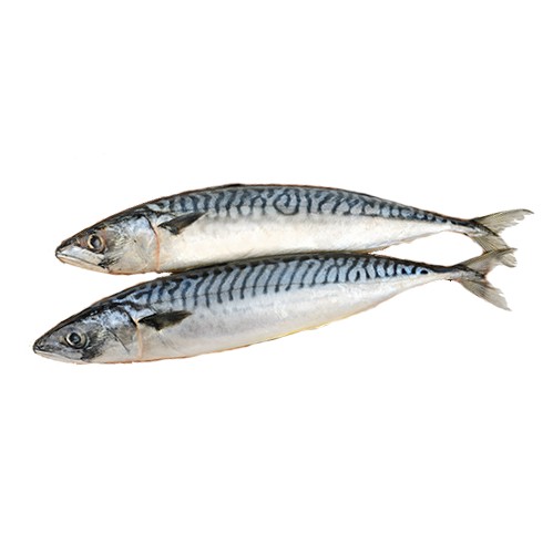 [ose] Saba Mackerel 400-600gm Norway 挪威鲭鱼 