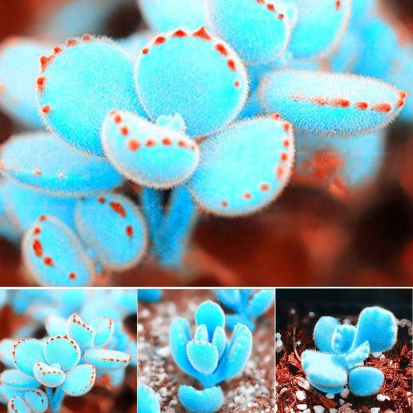 100PCs perennial blue Lithops seeds succulent plants seeds bonsai seeds ...