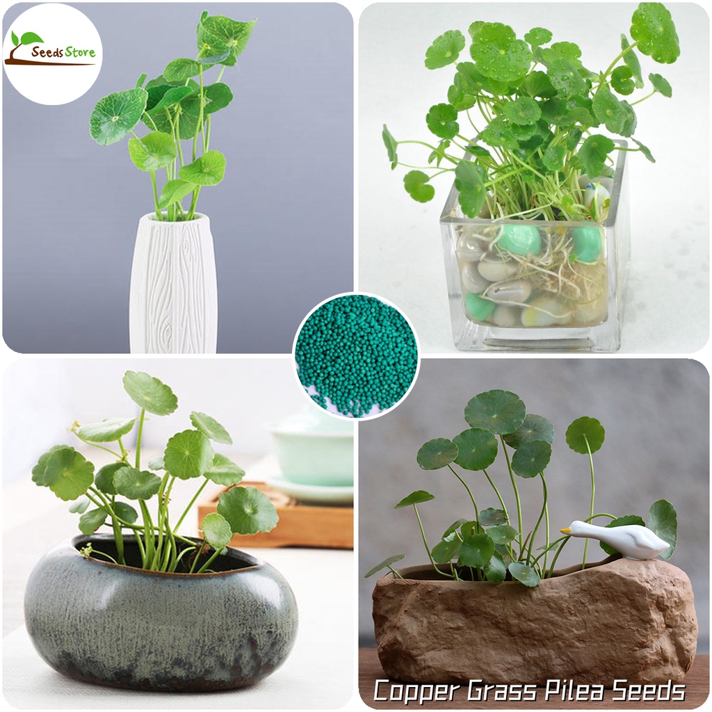 SG 100% Original 50pcs Copper Grass Pilea Seeds Money Plant Indoor Holy  Tulsi Plant Basil Bonsai Air Plant Gardening | Shopee Singapore