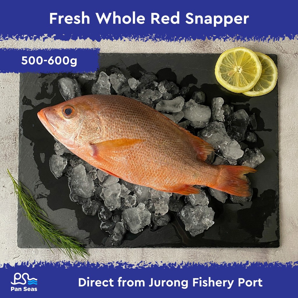 Freshly Frozen Whole Red Snapper (500600g) Shopee Singapore