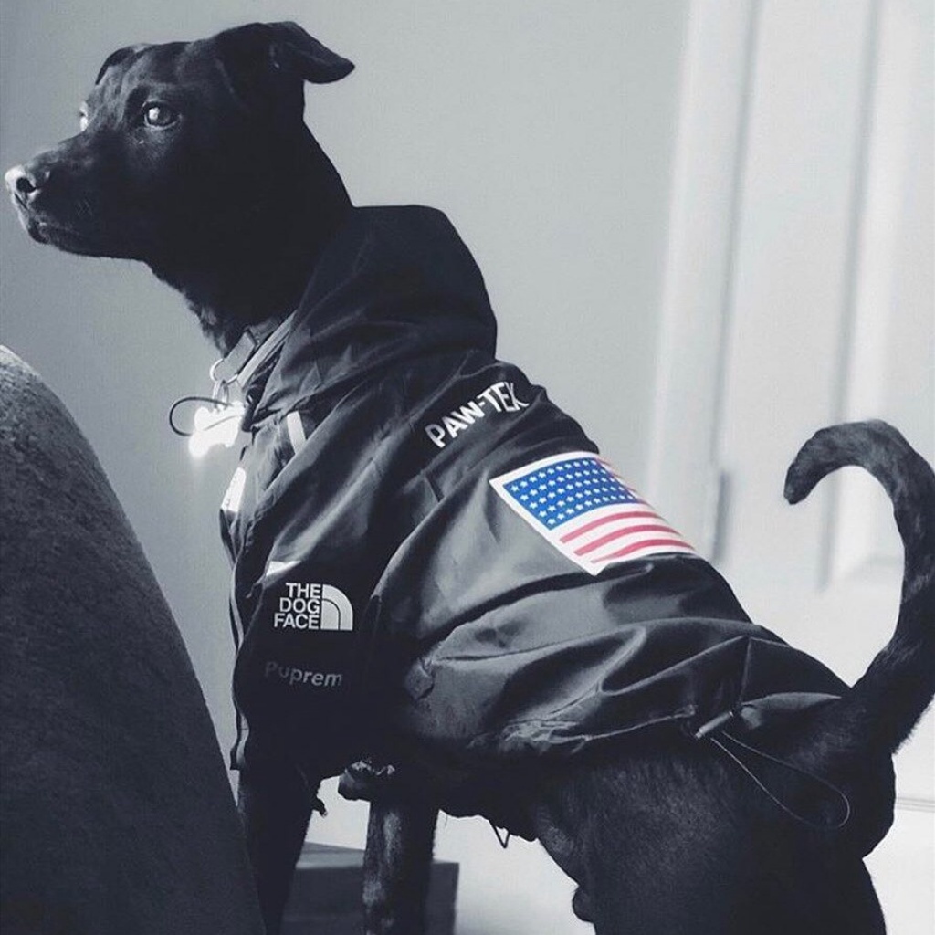 Supreme jacket 2025 for dogs