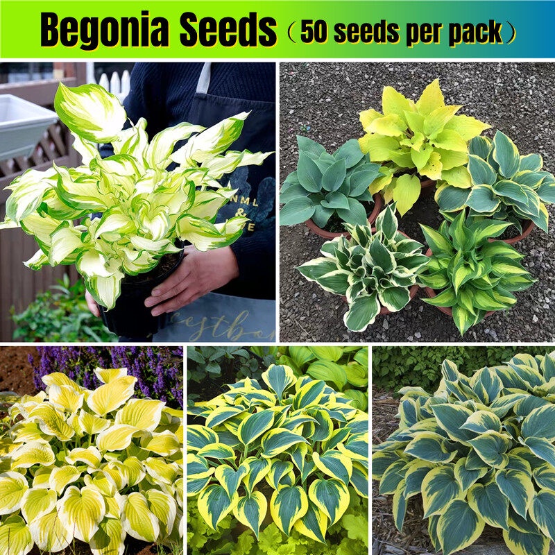 Singapore 50pcs Rare Begonia Seeds Hosta Plantaginea Flower Seeds for