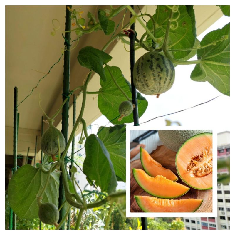 10 Rock Melon/Cantaloupe Australia Seeds from SG Shopee Singapore