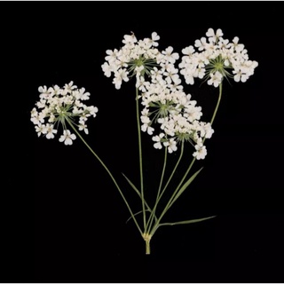 Black Friday 24pcs Gypsophila Paniculata Dried Flowers Nails Art  Decorations 3D Nail Florals