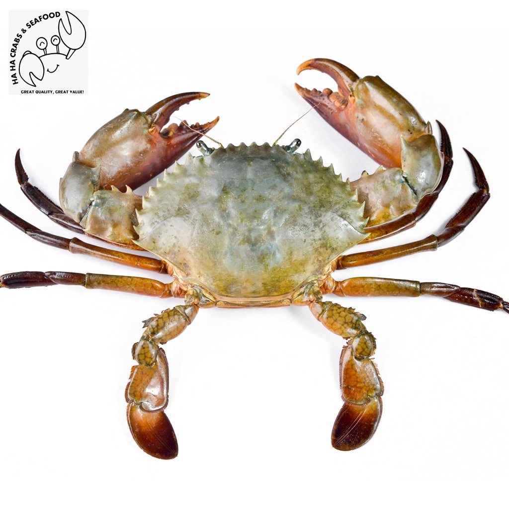 Live Mud Crabs 螃蟹 (XL / Large / Medium / Roe Crab) | Shopee Singapore