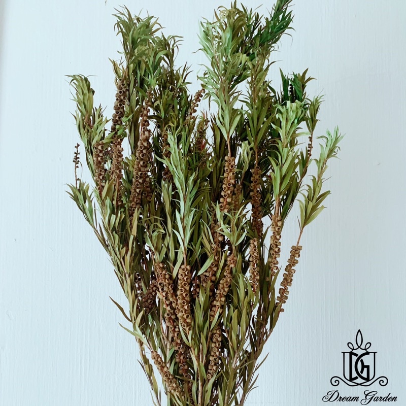 🇸🇬[SG Stock] Singapore Largest Wholesaler Preserved Callistemon