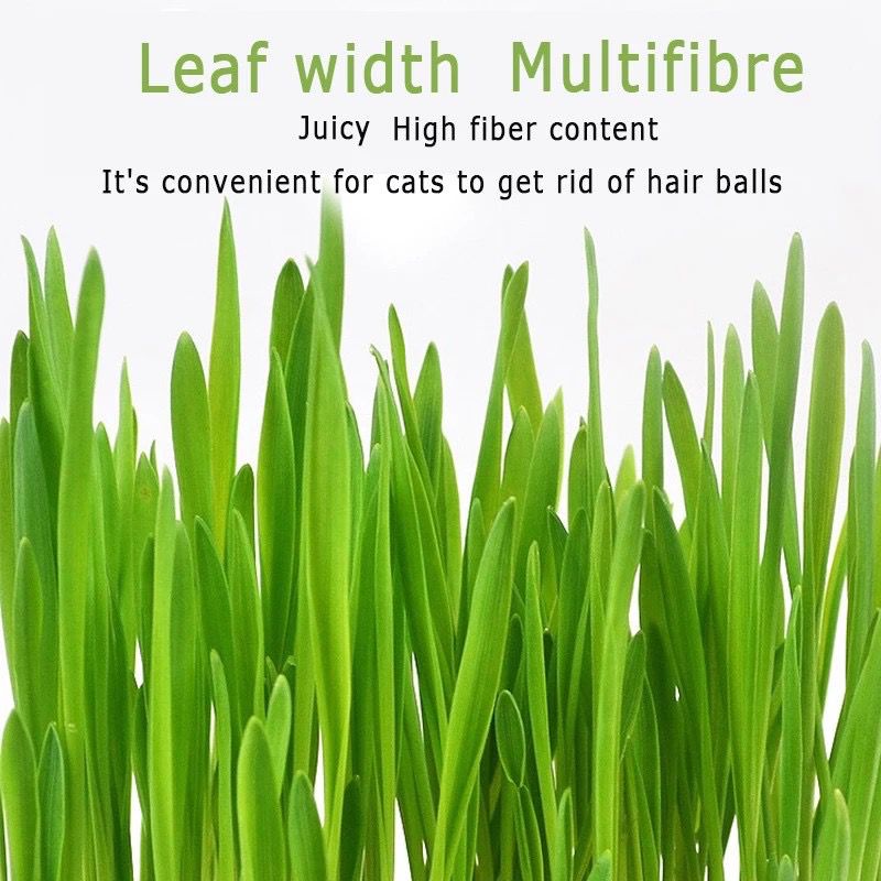 Cat Grass Vitamin Minerals and Fibers Wheat Grass Biji Benih Rumput
