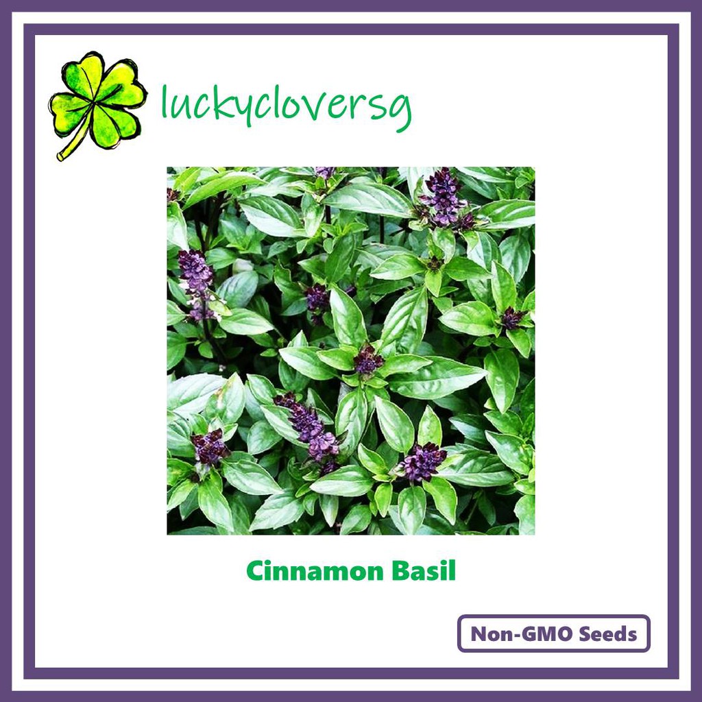 Cinnamon Basil Seeds from SG Shopee Singapore