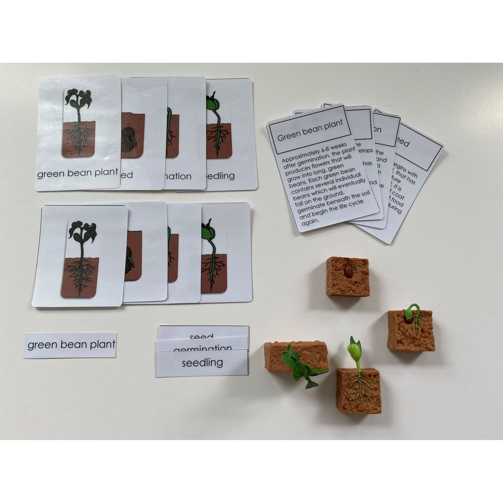 Right To Learn - Life Cycle of Green Bean Plant Miniature Models with 4 ...