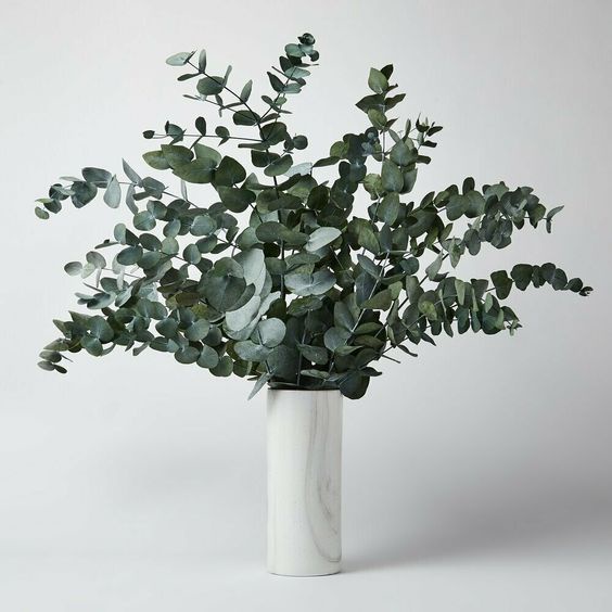 Fresh Eucalyptus Cinera Fresh Flowers Arrangement Online Flower