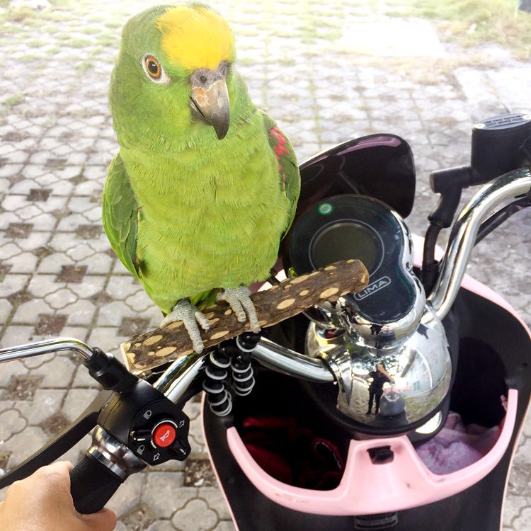 Parrot Bicycle Stand Outing Bird Walking Universal Fixed Portable ...