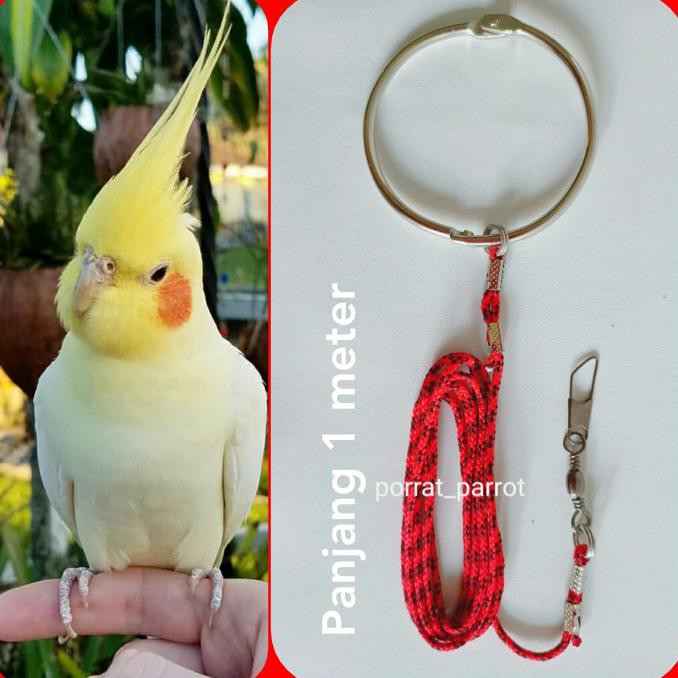 Rope For Bird Falkit AUSTRALIA COCKATIEL PARKIT Rope Only Shopee