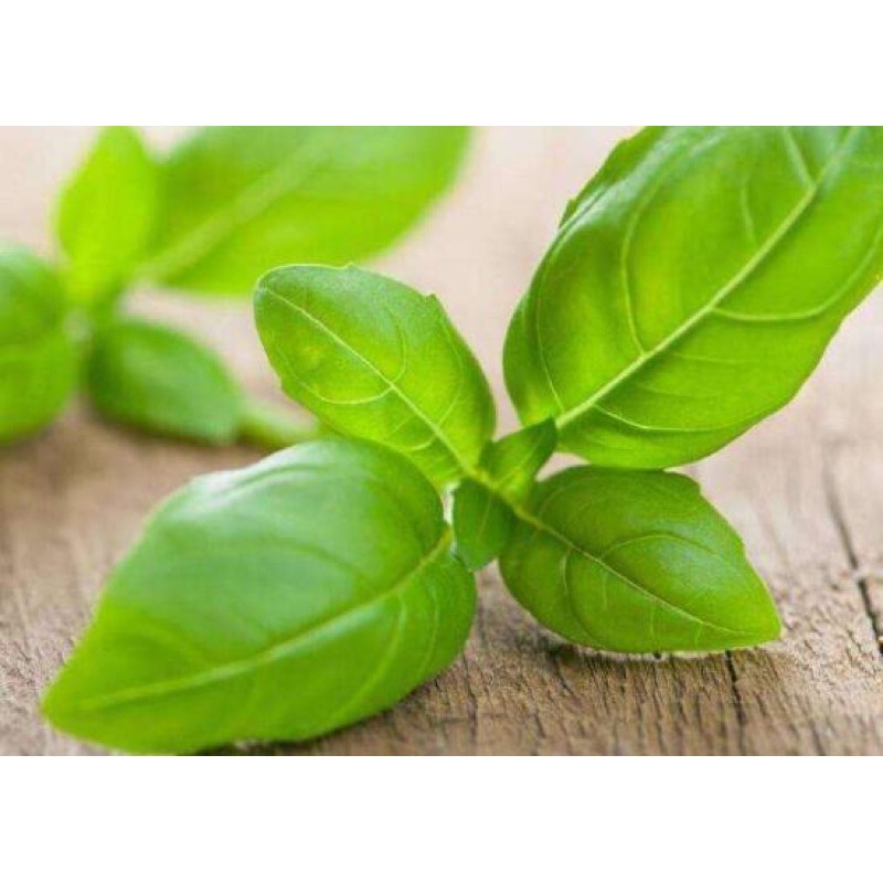 86.Italian Sweet Basil Seeds 30pcs Free Postal Mail in SG Shopee