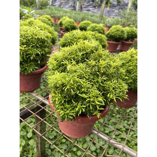 mallow plant seeds Mallow Vegetable Seeds for Planting main image 1
