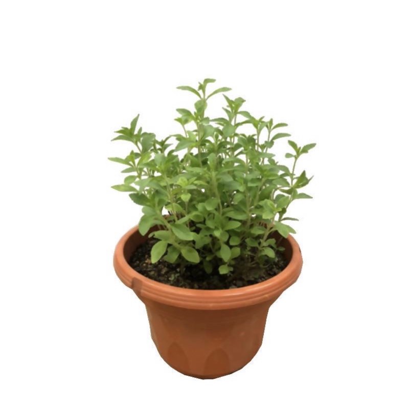 Stevia Plant Edible Herb organic sugar plant Shopee Singapore