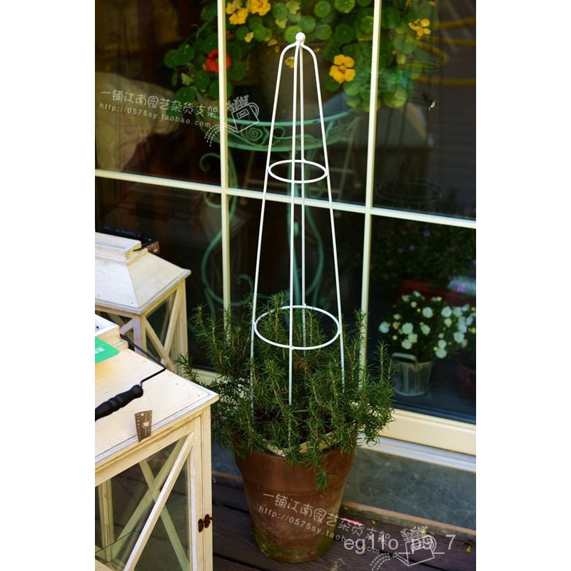 Clematis Simple Flower Stand Tortoise Shell Dragon hua zhi jia Waxplant Lattice Gardening