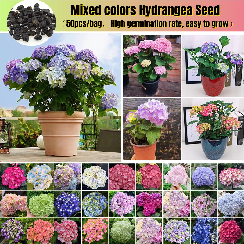 [Easy To Grow In Singapore] Hydrangea Flower Seed for Planting (50 ...