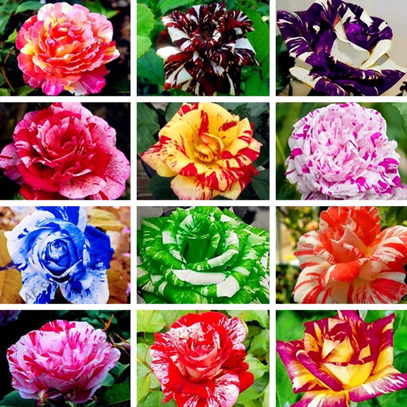 [Easy to grow] Bonsai Seeds 100pcs Mixed Color Rainbow Rose Seeds High Germination Flower Seeds