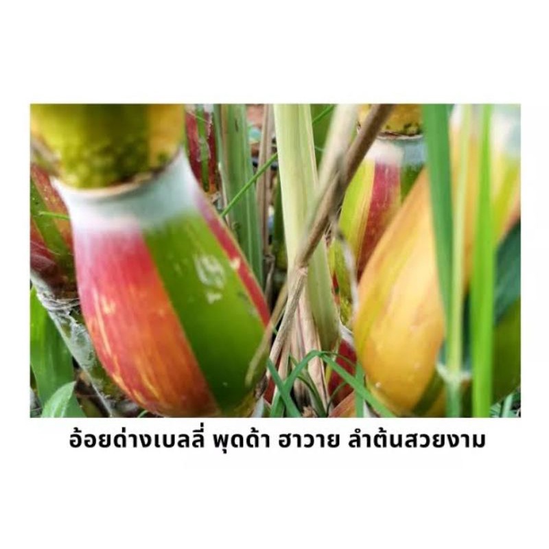 Hawaiian Bellie Butda Spotted Sugar Cane Beautiful Easy To Grow Can Make Stranded Sugarcane