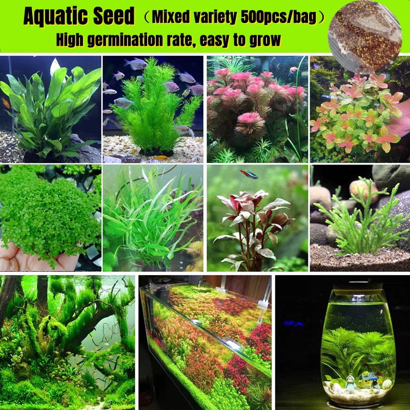 [Fast Growing] High Quality Aquarium Water Plants Seeds for Planting ...