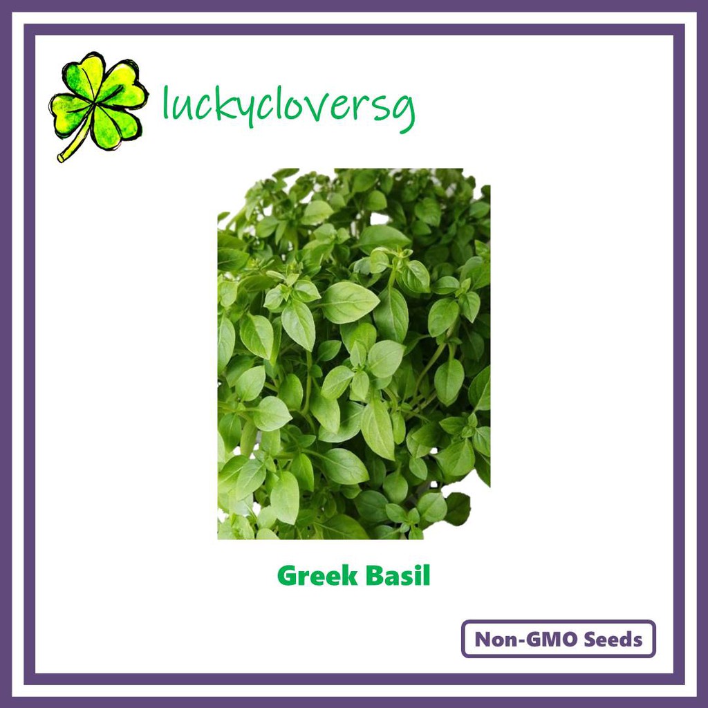 Greek Dwarf Basil Seeds from SG Shopee Singapore