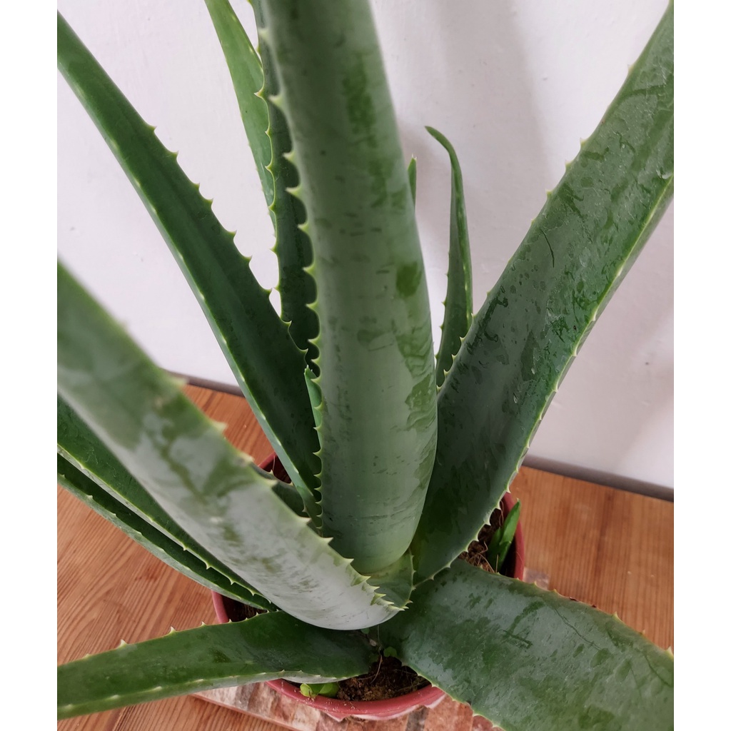 Aloe Vera Plant House Home Indoor Potted Plant | Shopee Singapore