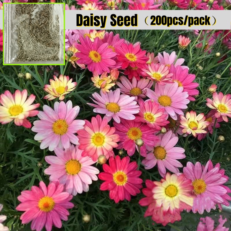 [Easy To Grow In Malaysia] Daisy Flower Seeds (200 Pcs ) African Daisy