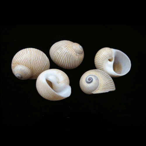 Zebra Moon Snail light 5 pcs - Nautica - Hermit crab - Moon SeaShell ...