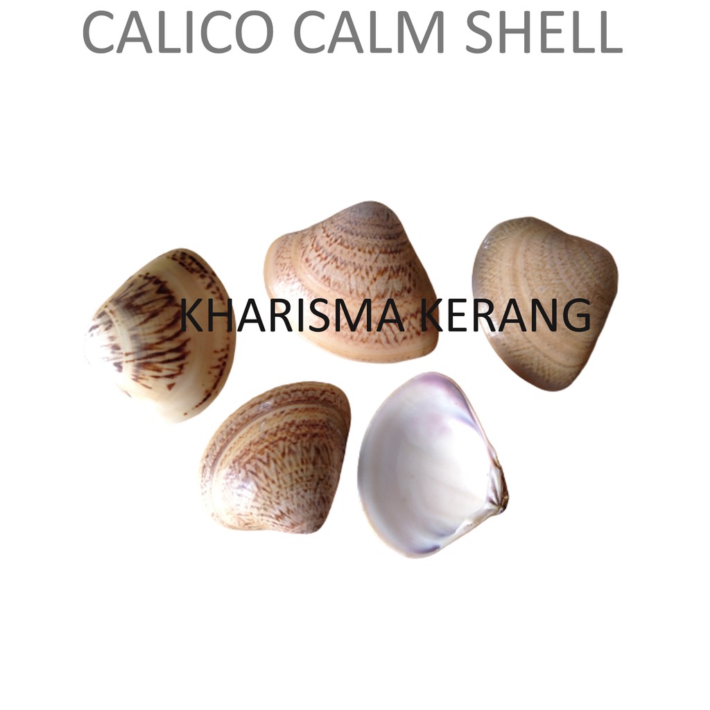 Calico Calm Shell Sea Shell Sea Shell Shell Accessories 100gram ...