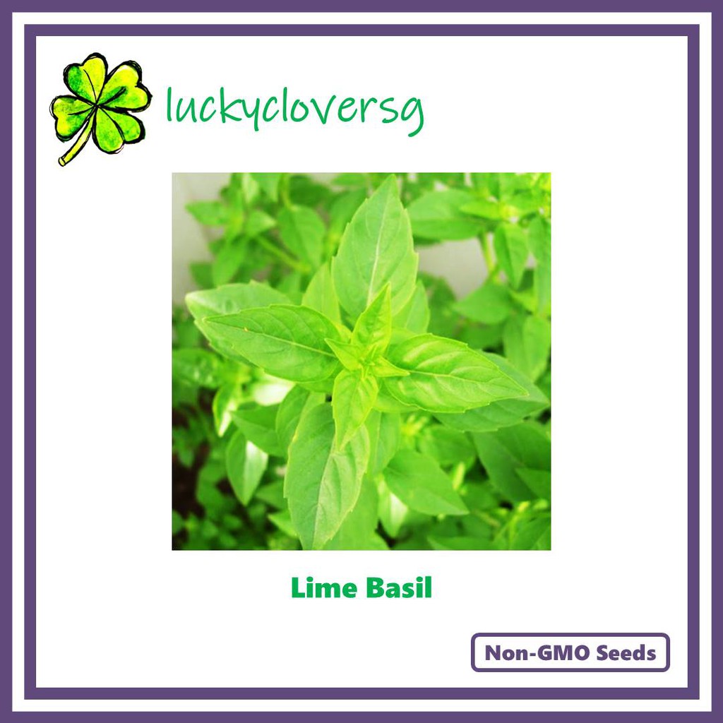 thumbnail image 2 of Lemon Basil Seeds - 500+ Count - TomorrowSeeds - Lao Hoary Citrus Basil For 2025 Planting 2 of 4