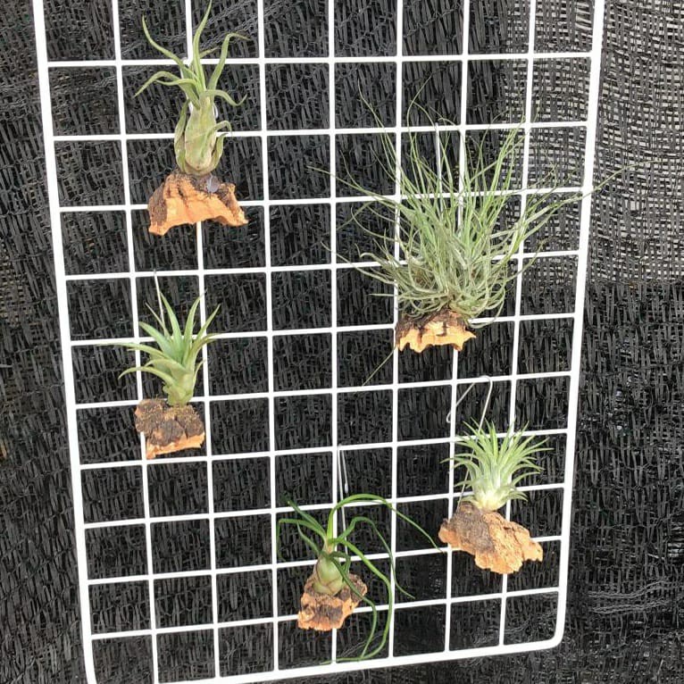 bonsai trees for sale near me Bonsai main image 0