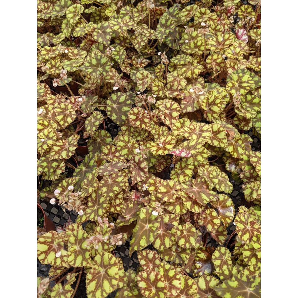 Begonia Tiger MultiColour, Beautiful Exotic Looking House Plant