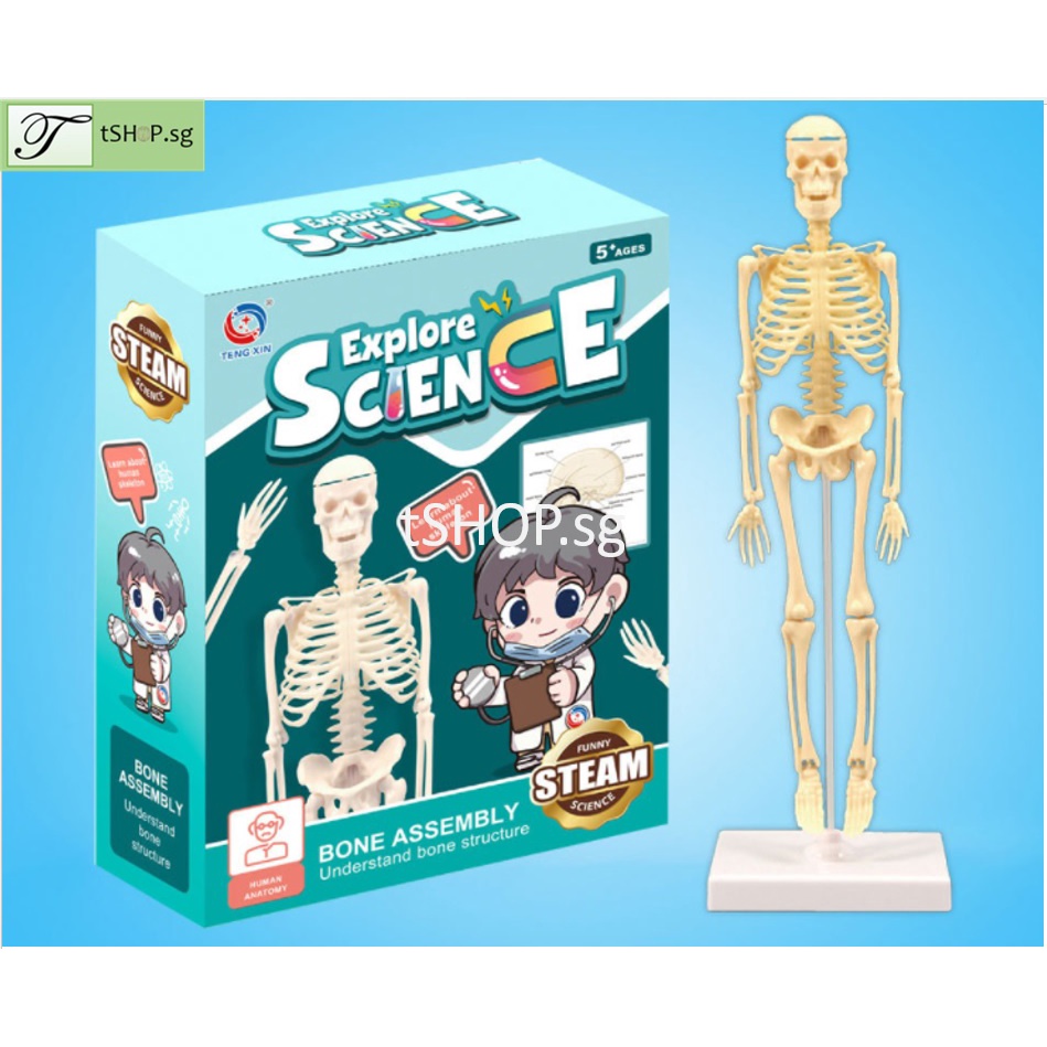[SG STOCK] DIY The Human Skeleton for Kid STEM Science Experiment ...