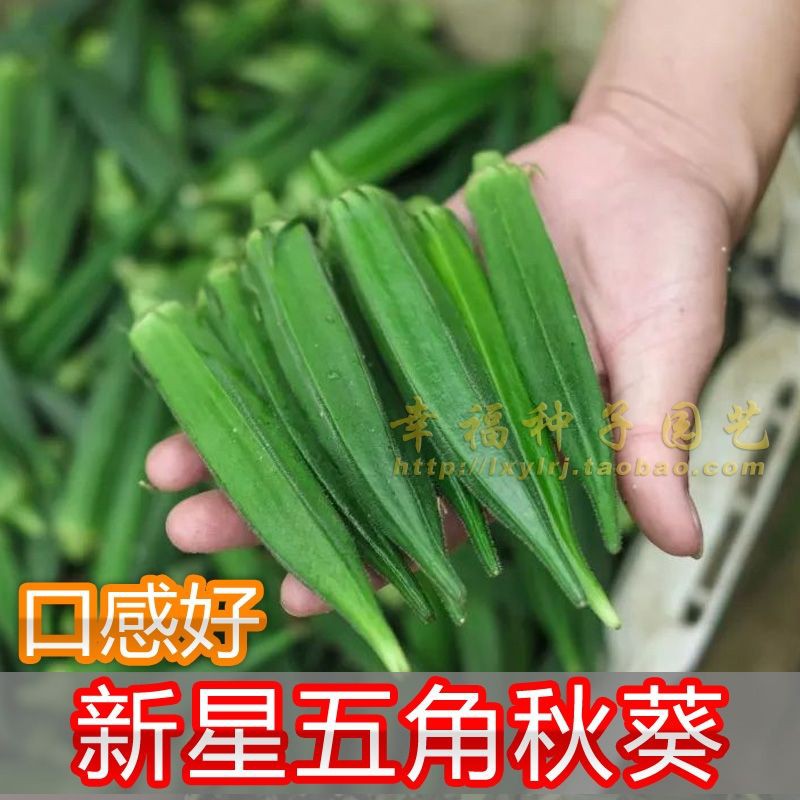 Okra seeds (20 Grains) Imported from Japan | Shopee Singapore