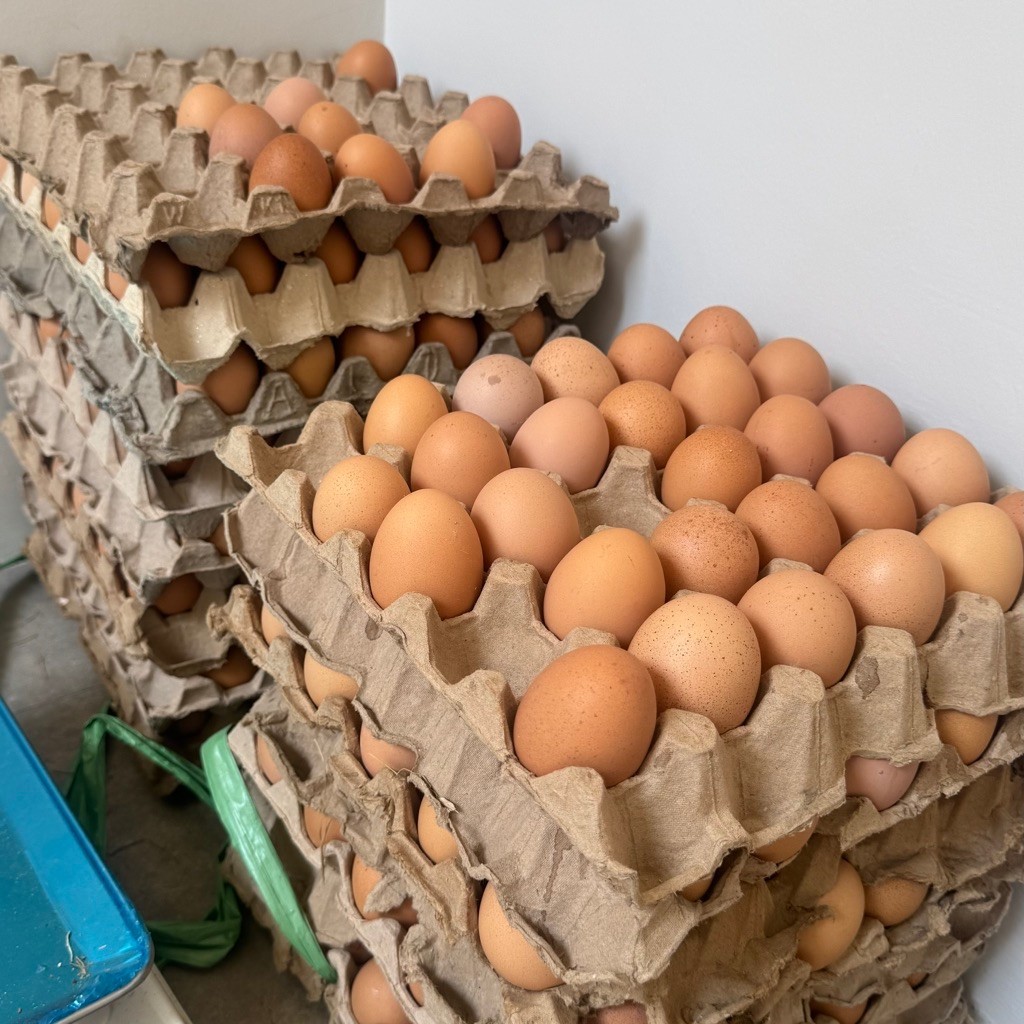 Instant Langsung Kirim Solo Raya!! Telur Ayam Horn Bersih 1kg - Segar, Bersih, Praktis