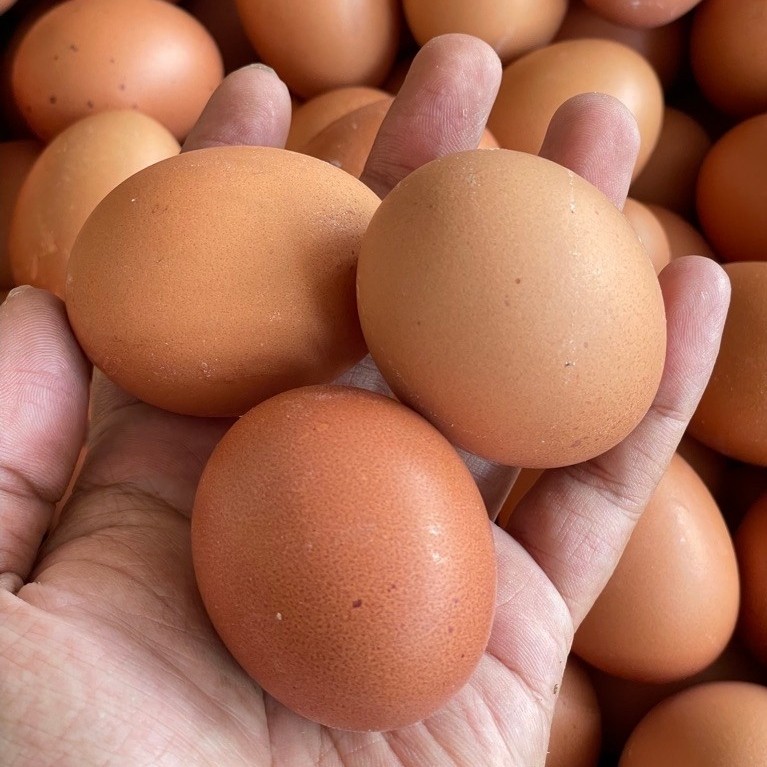 (KIRIM LANGSUNG) Telur Ayam Murah 1.5kg Segar Fresh Purwokerto - Gambar 4