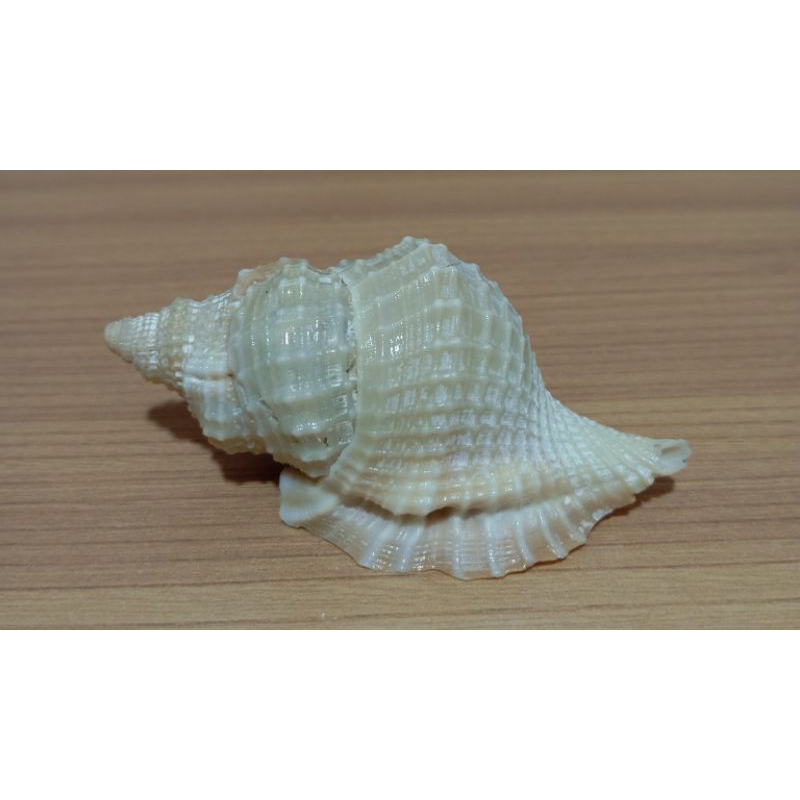 Distorsio Reticularis shell | Shopee Singapore