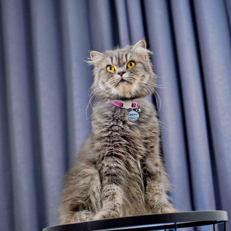 Kalung kucing Kulit Gratis Liontin Costum Nama - Gambar 2