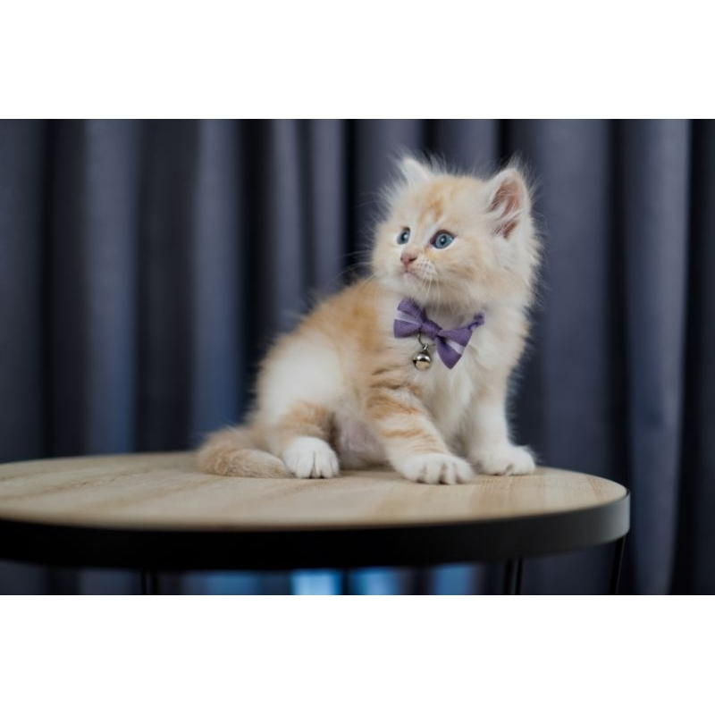 Kalung kucing Pita Korean Style + COSTUM NAMA (Akrilik nama Waterproof) - Gambar 4
