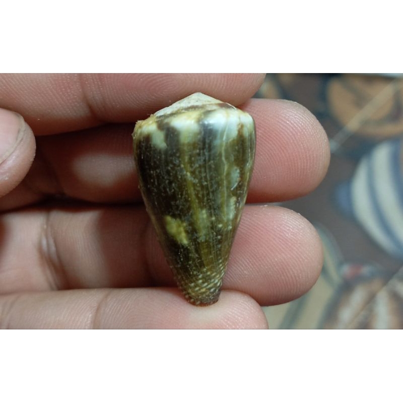 Conus Rattus shell | Shopee Singapore