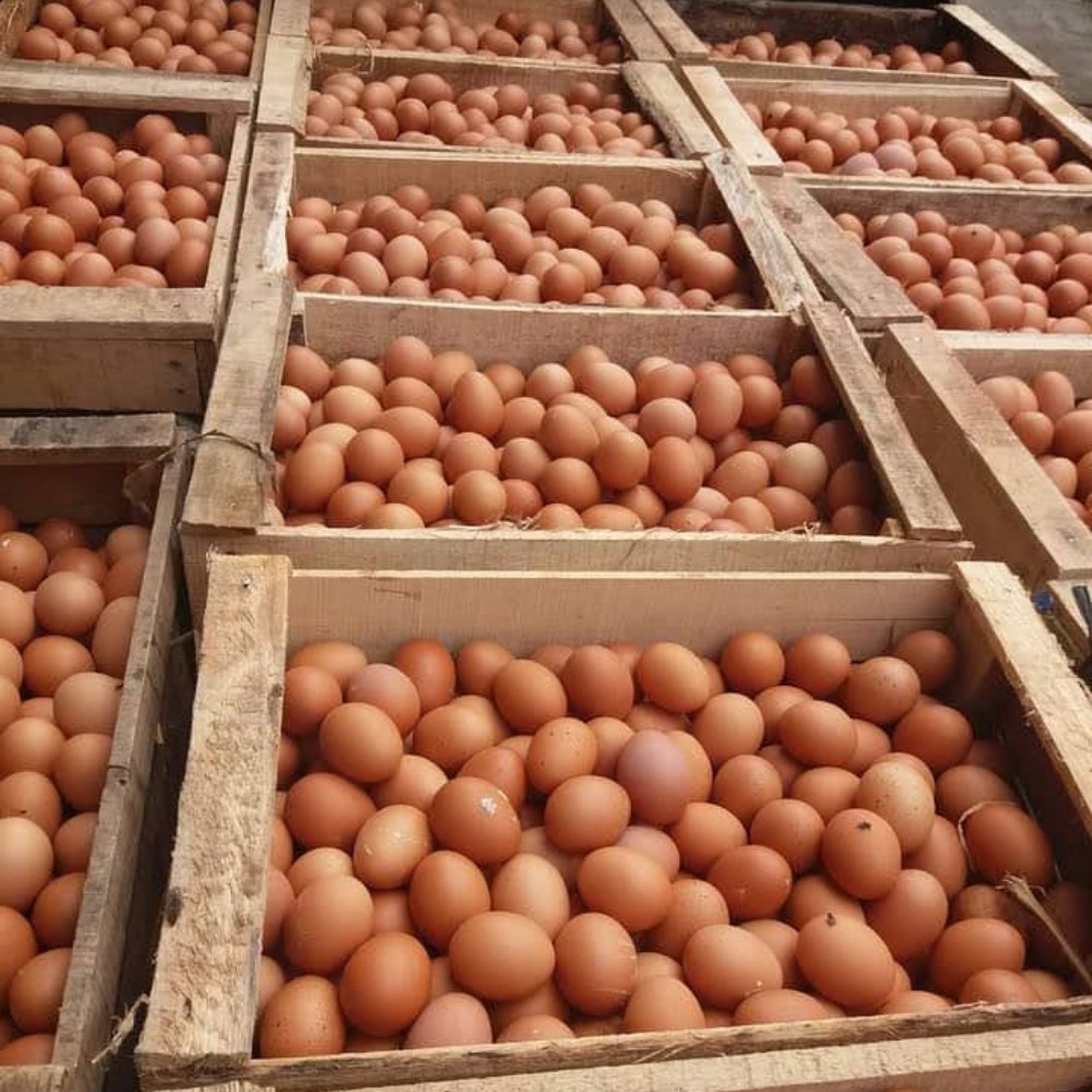 TELUR AYAM NEGERI 1 Kg FRESH INSTAN LANGSUNG KIRIM