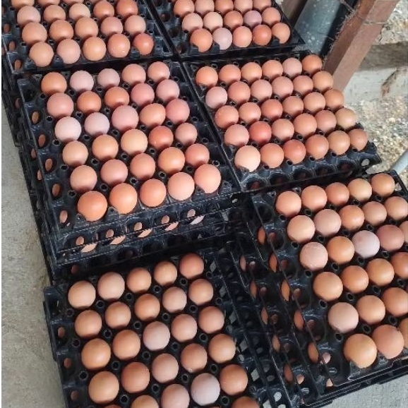 TELUR AYAM KEBUMEN 1,2KG FRESH DARI KANDANG - Gambar 4