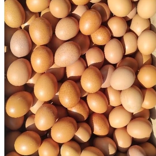 TELUR AYAM KEBUMEN 1,2KG FRESH DARI KANDANG - Gambar 3