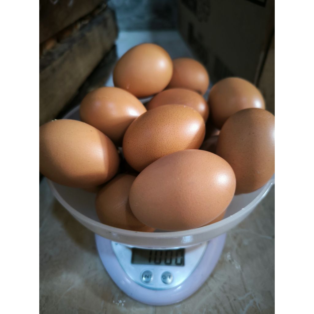 Telur Ayam Horn Fresh 1kg - Langsung Dikirim, Segar, Siap Pakai