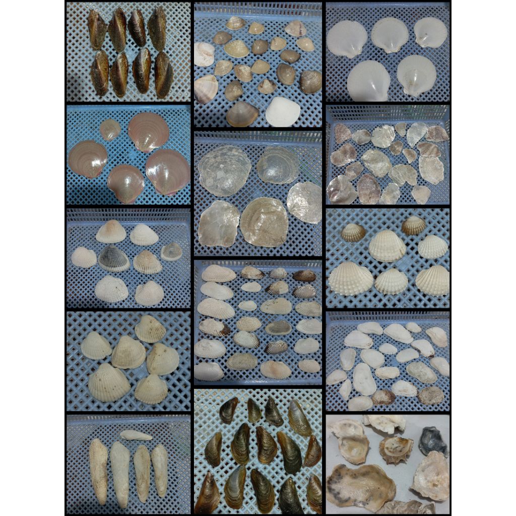 Craft shells (all) | Shopee Singapore