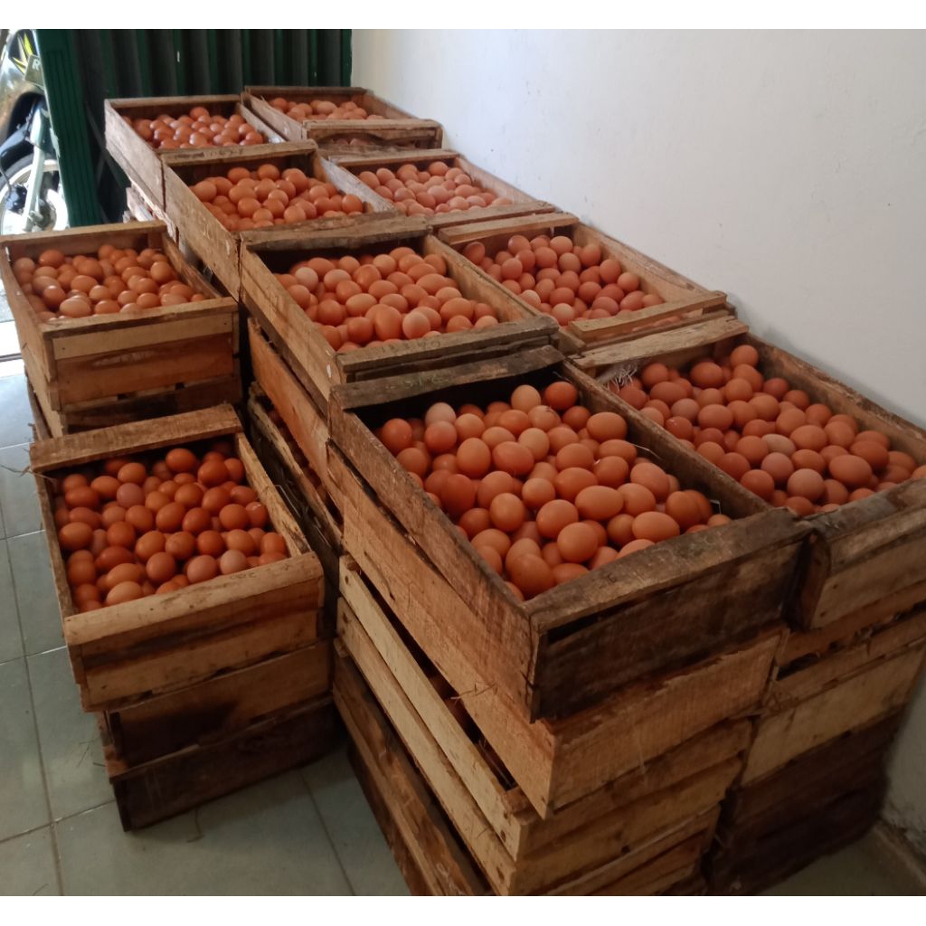 Telur Ayam Negeri 1kg, 1.5kg dan 2kg - segar, berkualitas, tinggi protein Kab. Cilacap - Gambar 2