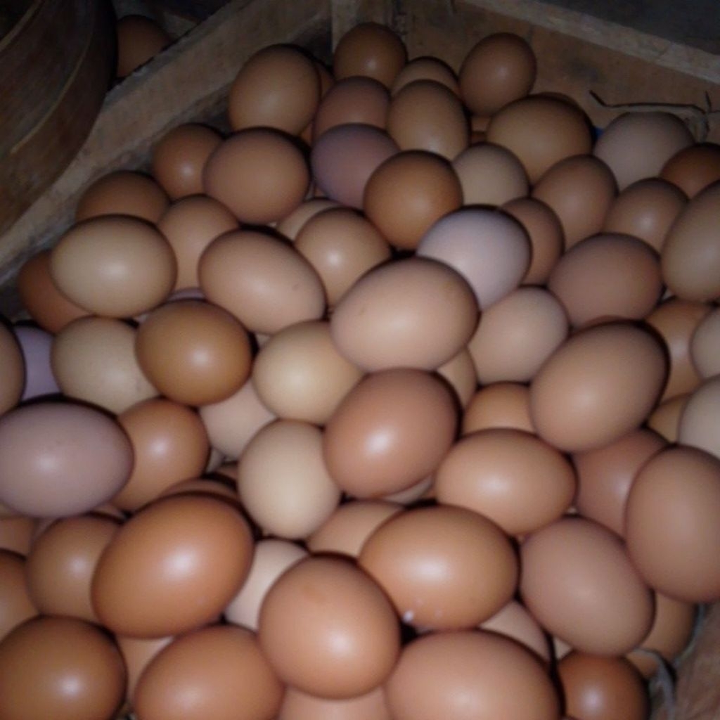 Telur Ayam Negeri 1 kg [ LANGSUNG KIRIM ]